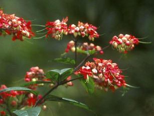 Картинка цветы клеродендрумы