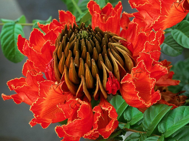 Обои картинки фото цветы, цветущие, деревья, кустарники