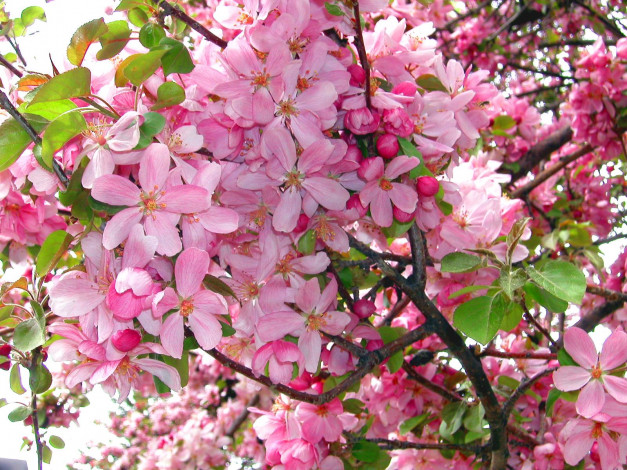 Обои картинки фото цветы, цветущие, деревья, кустарники