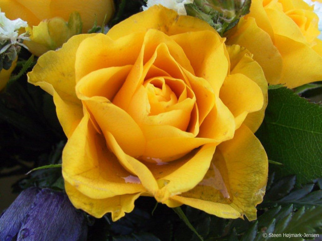 Обои картинки фото цветы, розы