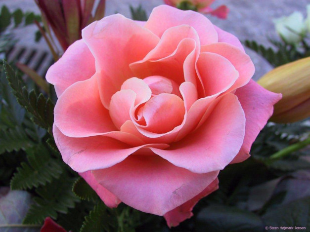 Обои картинки фото цветы, розы