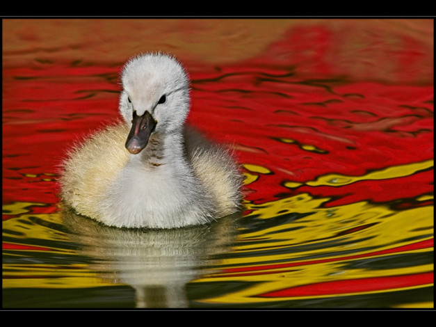 Обои картинки фото животные, лебеди