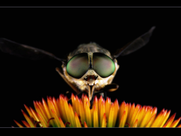 Обои картинки фото животные, насекомые