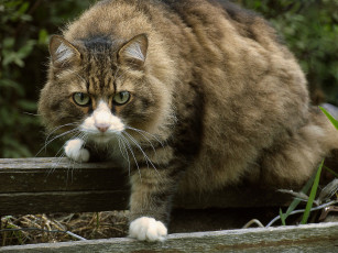 Картинка животные коты