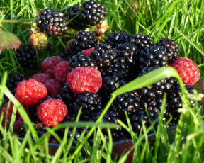 Картинка еда фрукты ягоды