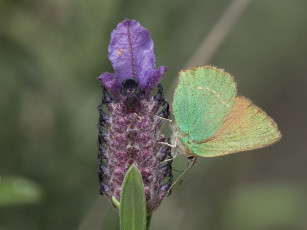 Картинка животные бабочки
