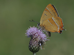 Картинка животные бабочки