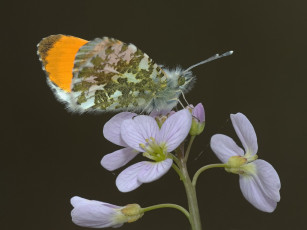 Картинка животные бабочки