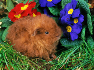 Картинка животные кролики зайцы