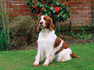 Картинка животные собаки