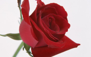 Картинка цветы розы