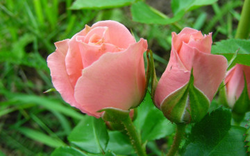 Картинка цветы розы