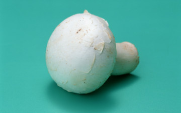 Картинка еда грибы грибные блюда