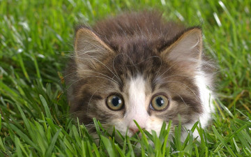 Картинка животные коты