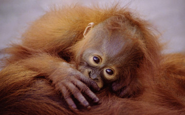 Картинка животные обезьяны