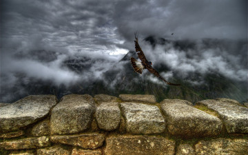 Картинка животные птицы хищники