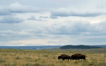 Картинка животные зубры бизоны