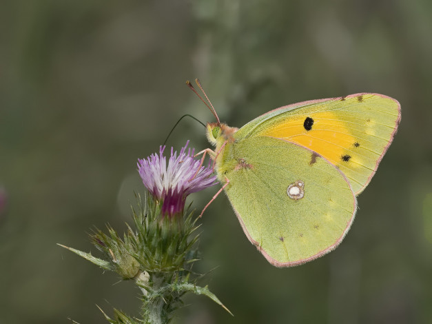 Обои картинки фото животные, бабочки