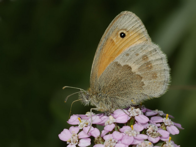 Обои картинки фото животные, бабочки