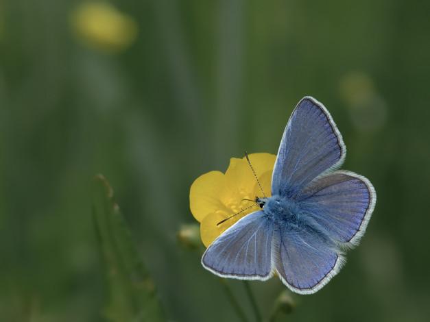 Обои картинки фото животные, бабочки