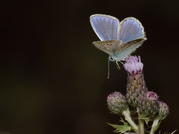 Обои картинки фото животные, бабочки