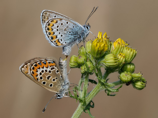 Обои картинки фото животные, бабочки