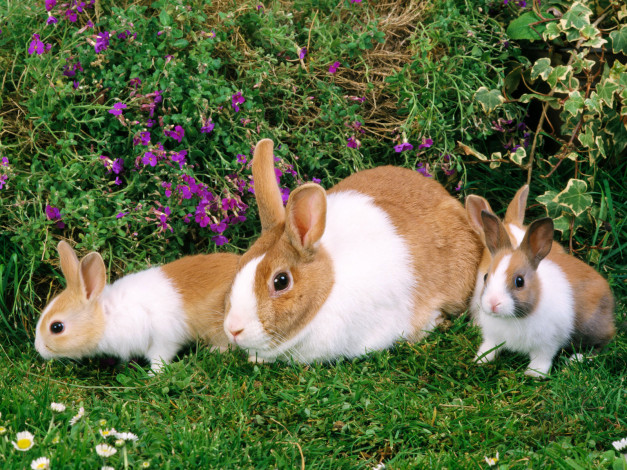 Обои картинки фото животные, кролики, зайцы