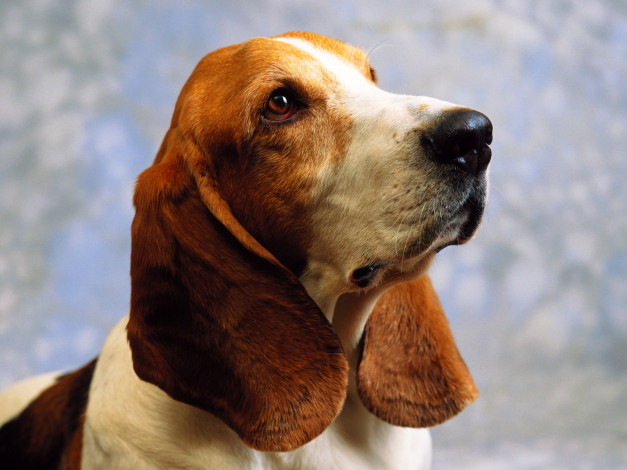 Обои картинки фото животные, собаки