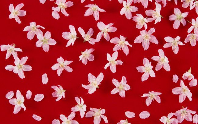 Обои картинки фото цветы