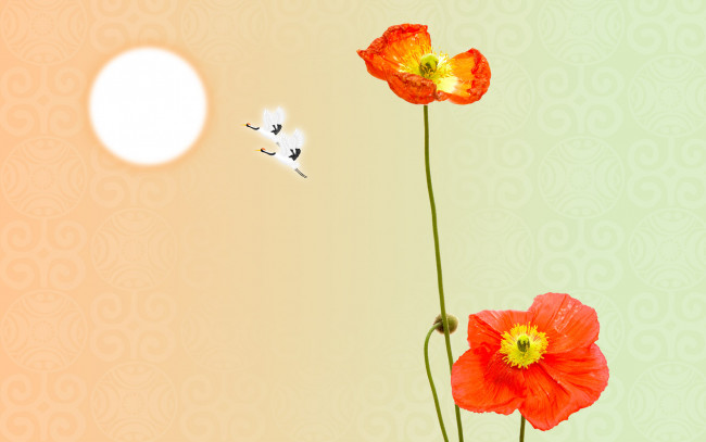 Обои картинки фото цветы, маки