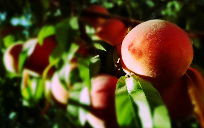 Обои картинки фото природа, плоды