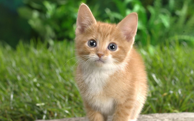 Обои картинки фото животные, коты