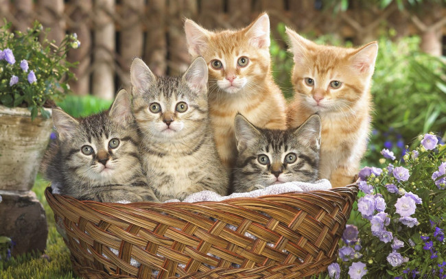 Обои картинки фото животные, коты