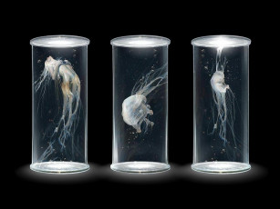 Картинка фэнтези другое