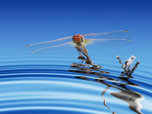 Картинка животные стрекозы