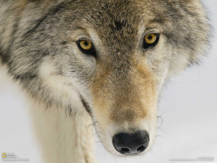 Картинка животные волки