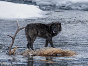 Картинка животные волки