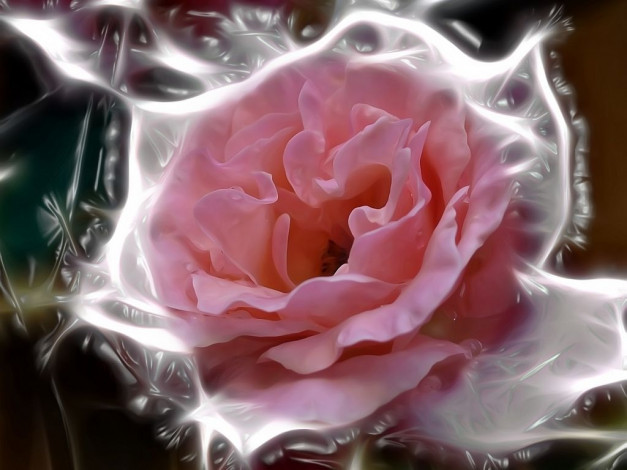 Обои картинки фото цветы, розы