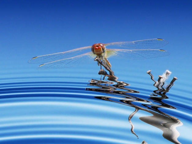 Обои картинки фото животные, стрекозы