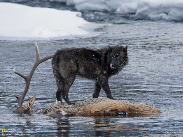 Обои картинки фото животные, волки