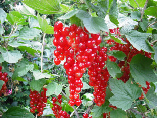 Картинка природа Ягоды смородина