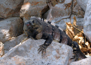 Картинка животные Ящерицы игуаны вараны игуана