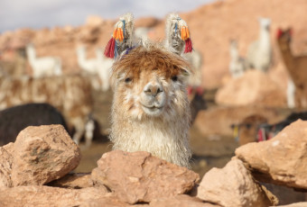 Картинка животные ламы лама голова хиппи