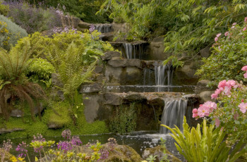 Картинка природа парк цветы кусты