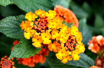 Картинка цветы лантана вербена желтый яркий