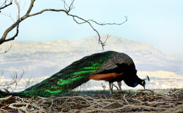 Картинка животные павлины павлин