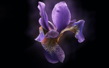 Картинка цветы ирисы сиреневый