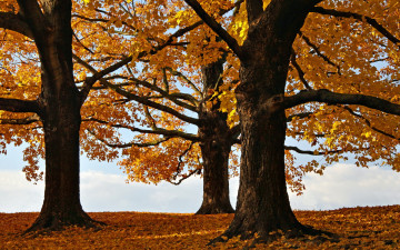 Картинка природа деревья листья осень