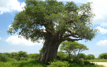 Картинка природа деревья ствол дерево