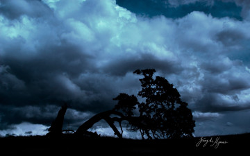 Картинка природа деревья вечер тучи